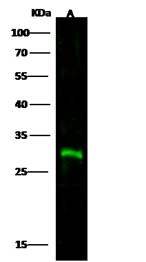 WB assay for CTLA-4 antibody