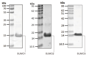 SUMO1, SUMO2, SUMO3タンパク質 SDS-PAGE