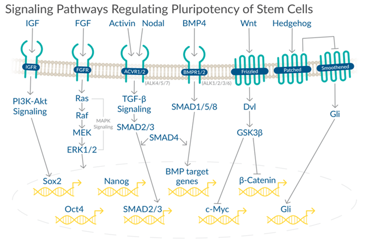 Signaling Pathways Regulating Pluripotency of Stem Cells