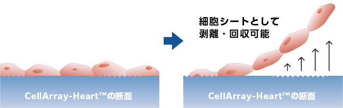 配向性培養細胞の剥離