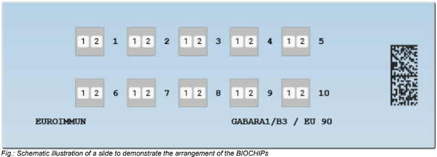 Anti-GABA A Receptor (GABARA1/B3) IIFT