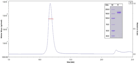 SEC-MALSによるSARS-CoV-2スパイクタンパク質の純度グラフ