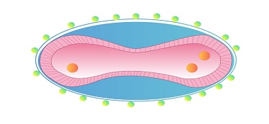 エムポックスウイルスの構造