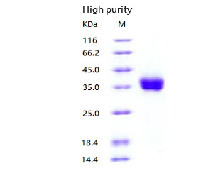 High purity (SDS-PAGE)