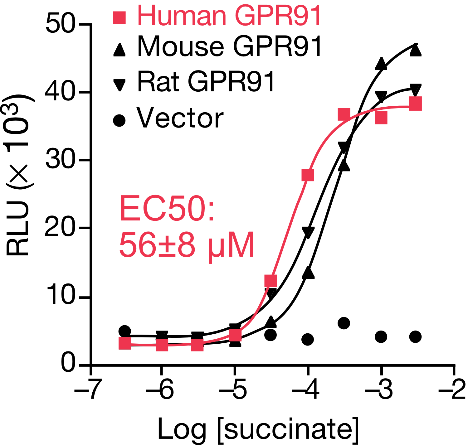 既存低分子リガンド受容体GPR91のアッセイ