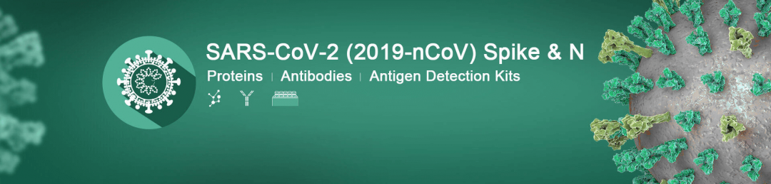 sino biological SARS-CoV-2 spike and N proteins