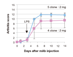 C-B17/lcrマウスにおける4クローン及び5クローンカクテルの比較