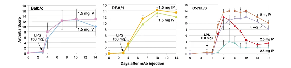 関節炎惹起抗体カクテルのIP投与およびIV投与のマウス系統別比較