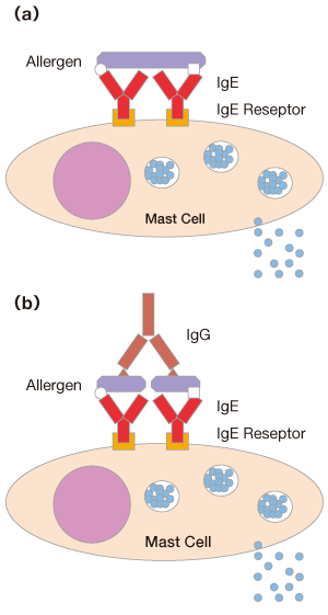 マスト細胞に結合したIgE架橋アレルゲンの2つの機構