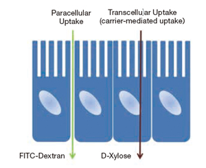 消化管上皮細胞を介する物質の吸収/透過経路