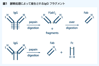 酵素処理によって産生されるIgGフラグメント