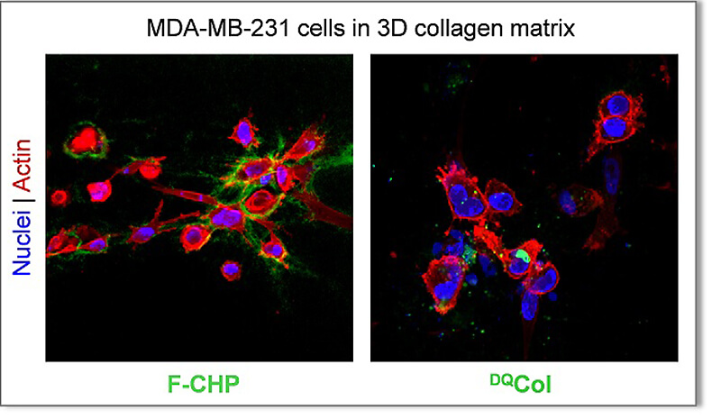 DQコラーゲンとCHPを用いた細胞浸潤の比較