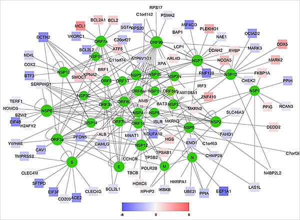 SARS-CoV-2タンパク質とヒトタンパク質のインターラクトームマップ