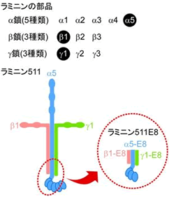 ラミニン511-E8 の模式図