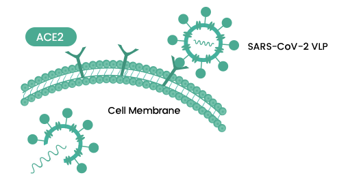 SARS-CoV-2ウイルスとヒトアンジオテンシン変換酵素2(ACE2)受容体の結合
