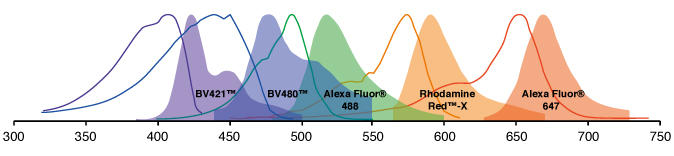 紫外線-可視光領域の多重染色