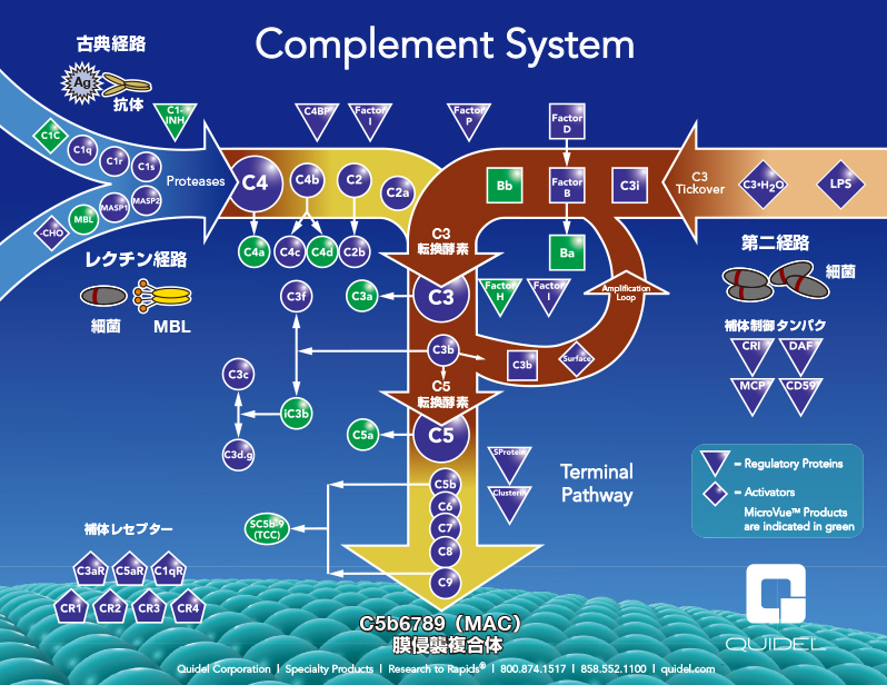 Complement System