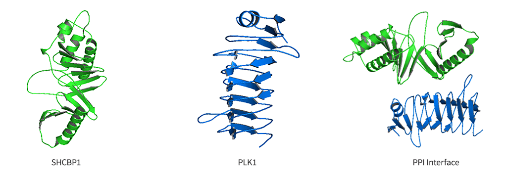 PLK1 - SHCBP1のタンパク質間相互作用