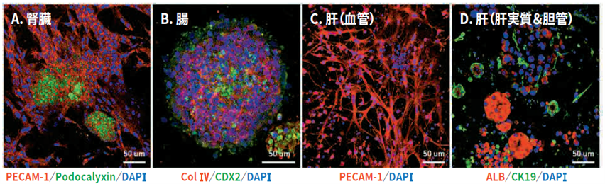 マウス発生期臓器由来細胞をMatriMixを用いて三次元培養した、7日目の写真
